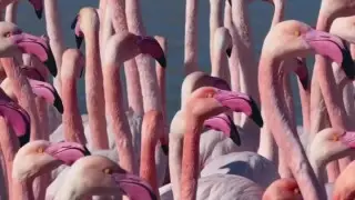 “Красавцы“: фламинго вернулись в Казахстан