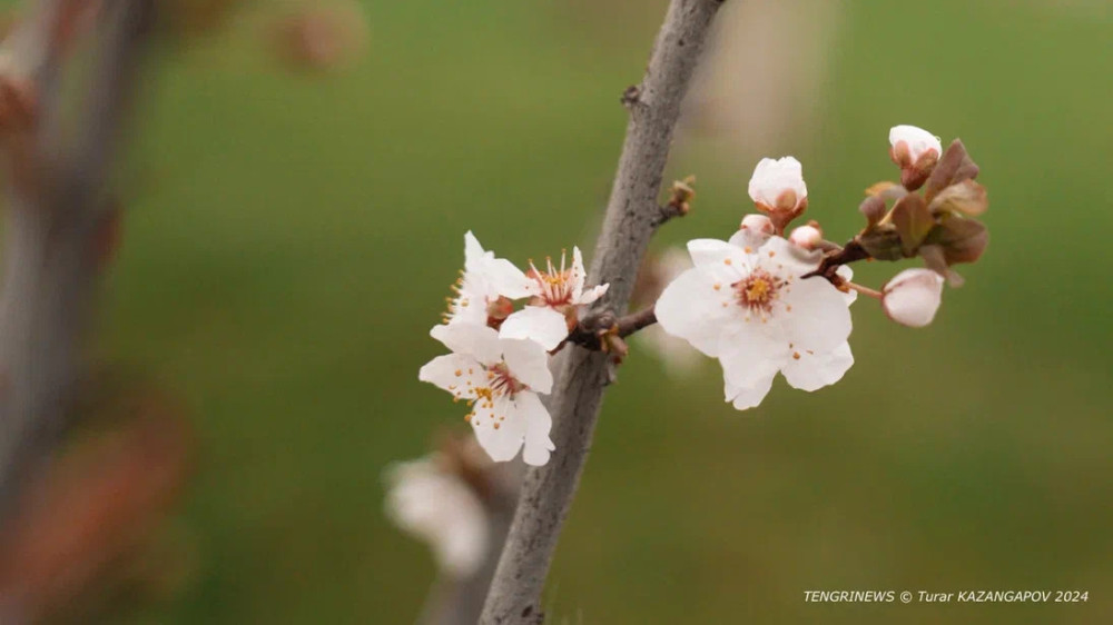 Какой будет погода в Казахстане в марте - прогноз синоптиков