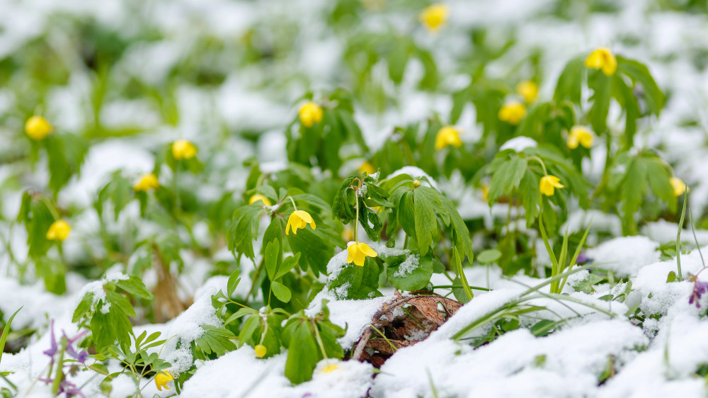 Какой будет погода 2, 3 и 4 марта в Астане, Алматы и Шымкенте