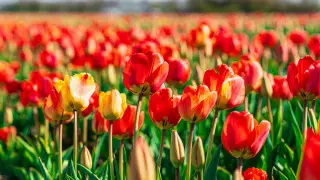 8 марта: всё, что стоит знать о празднике и его истории