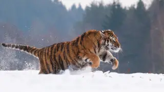 В Казахстане ждут потомство от первой пары амурских тигров