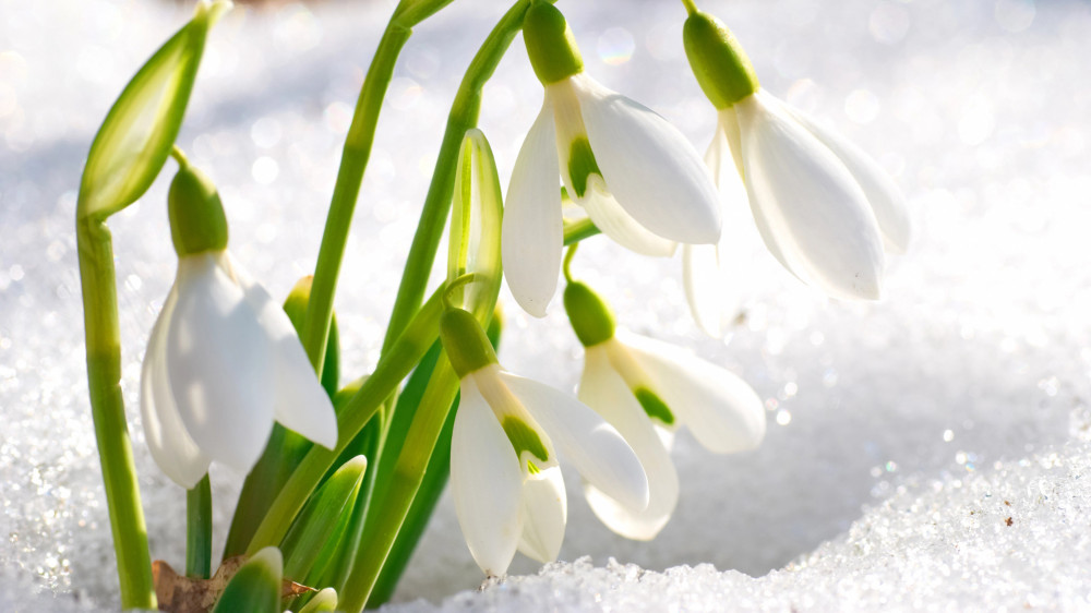 Казахстанцев предупредили о наказании за весенние букеты