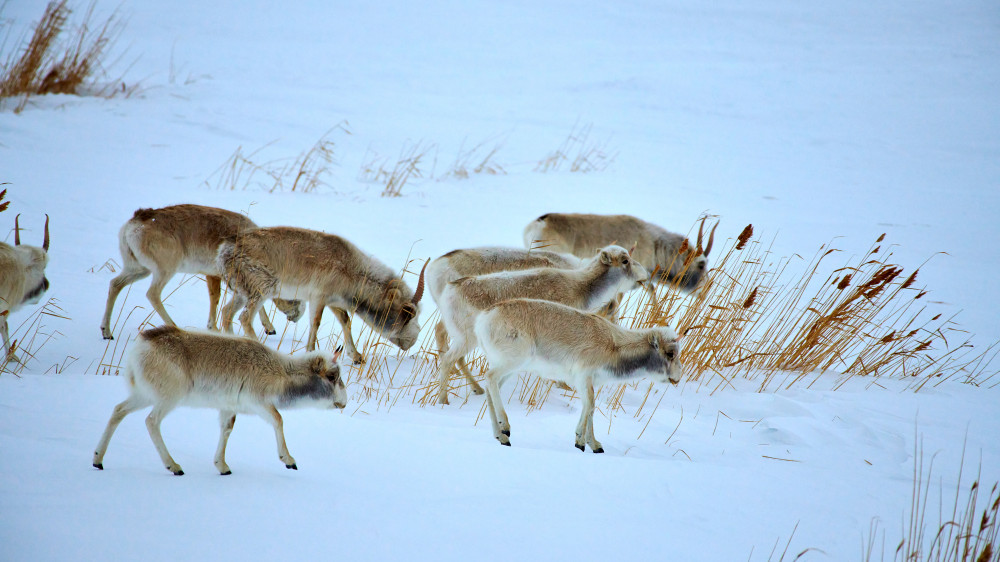 “Не называйте это убийством“: министр экологии об отстреле сайгаков
