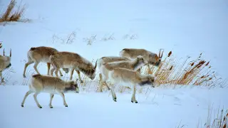 “Не называйте это убийством“: министр экологии об отстреле сайгаков