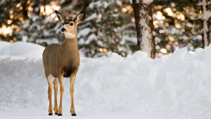 Фото:depositphotos.com