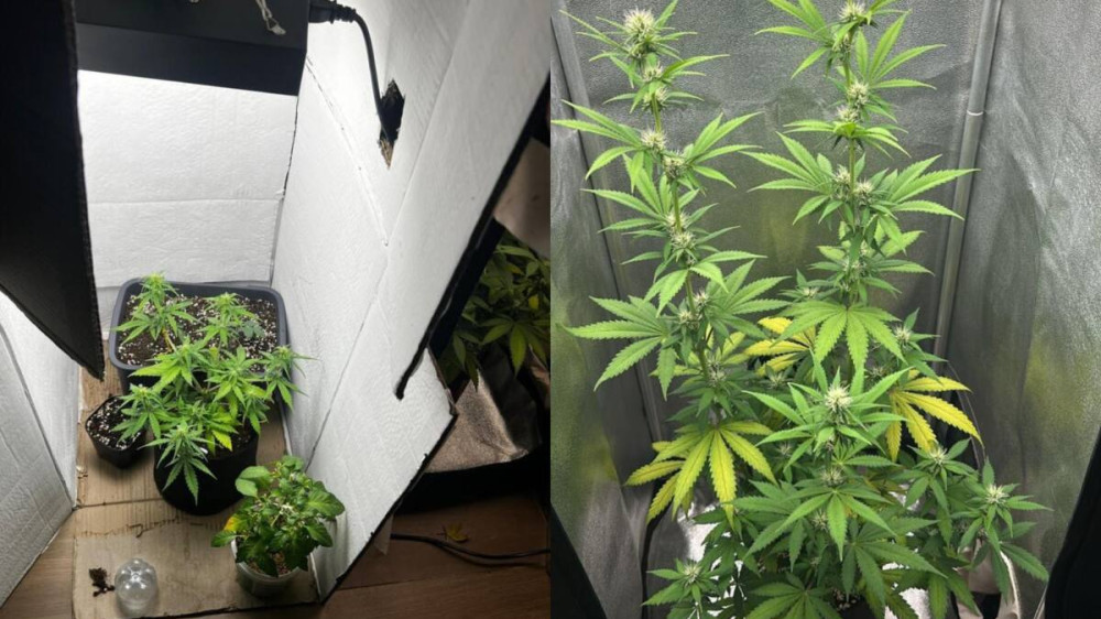 Выращивала не только цветы: нарколабораторию обнаружили дома у 20-летней казахстанки