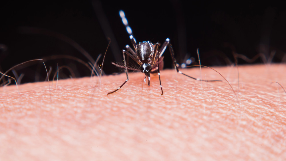 Малярия из-за границы: в Алматы выявили первый в 2026 году случай заражения
