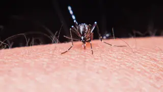 Малярия из-за границы: в Алматы выявили первый в 2026 году случай заражения