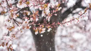 Туман и весеннее тепло. Какой будет погода в Казахстане в среду, 18 марта