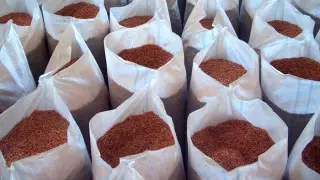 Преступная группа пыталась вывезти стратегические биоресурсы Казахстана