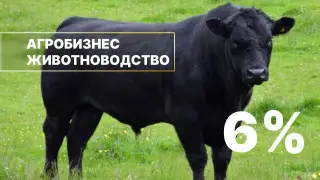 Льготное кредитование животноводства началось в Казахстане