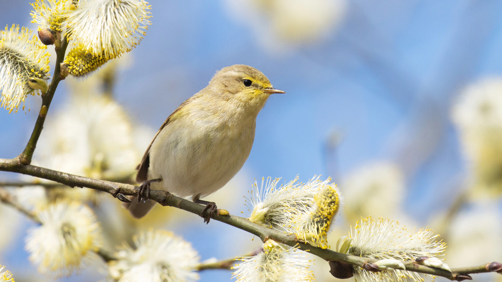 Прогноз погоды в Астане, Алматы и Шымкенте на 24, 25 и 26 марта