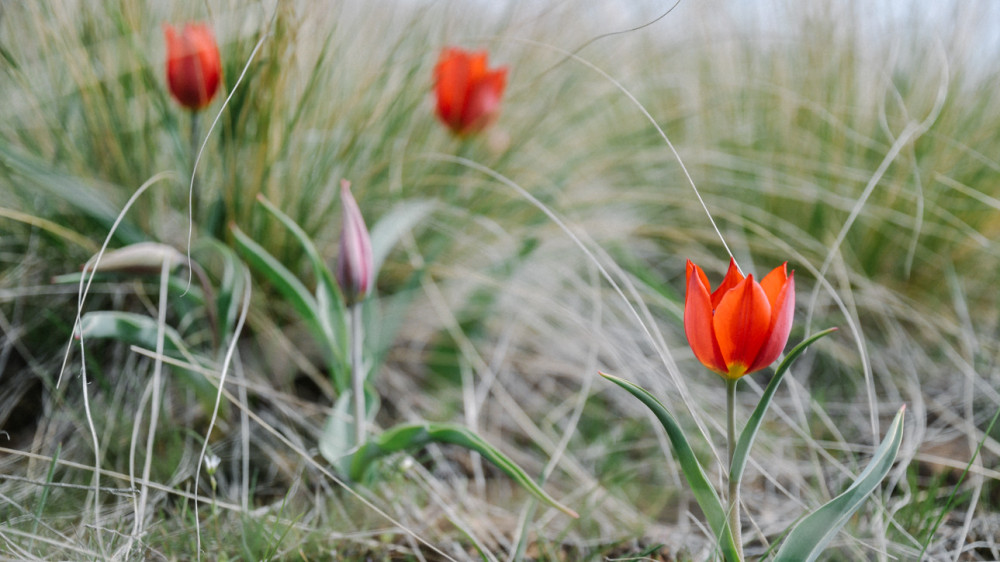 Одуванчик, полынь, тюльпаны: за срыв каких цветов казахстанцам грозит штраф до 13 миллионов тенге