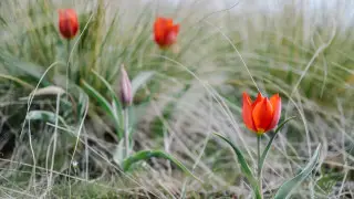 Одуванчик, полынь, тюльпаны: за срыв каких цветов казахстанцам грозит штраф до 13 миллионов тенге