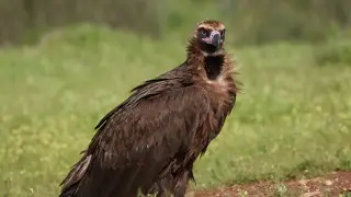 Казахстанский гриф долетел до Индии и погиб