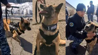 Когда нюх сильнее страха: в Караганде проводили на пенсию собаку по кличке Берта