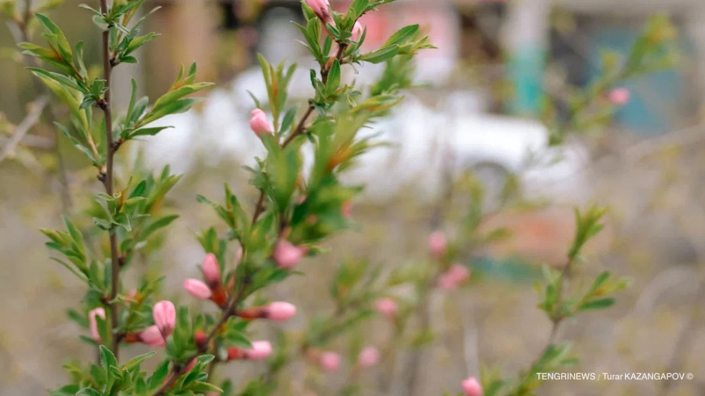 Сухо и тепло: какой будет погода в Казахстане 28 марта