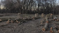“Город готовы пустить под нож“. История с парком Талдыкоргана обернулась проверкой