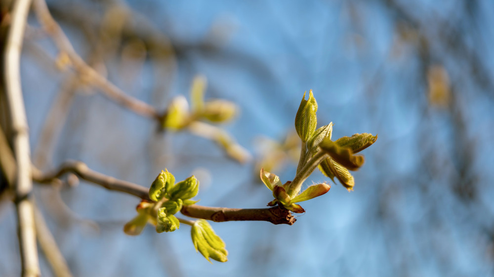 До +27: какой будет погода в Астане и Алматы в первые дни апреля