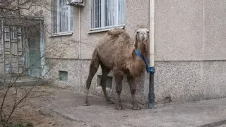 В Актау мужчину оштрафовали за “припаркованного“ у жилого дома верблюда