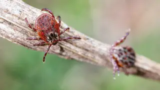 В Алматы начался сезон клещей. Сколько пострадавших и куда обращаться при укусе