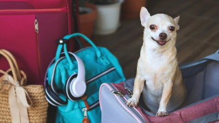 В Европе крупным собакам разрешили летать в салоне самолета