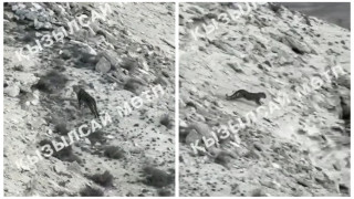 Переднеазиатского леопарда засняли в Мангистау