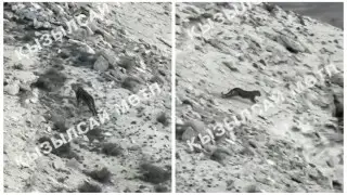 Переднеазиатского леопарда засняли в Мангистау