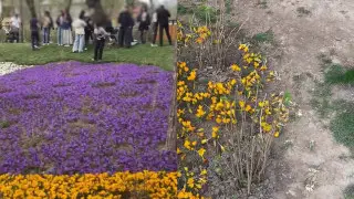 “Ради фото в Instagram“ - алматинцы вытоптали крокусы на Терренкуре