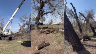 50-летние деревья начали вырубать в Алматинской области - что говорят в акимате