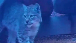 “Почти невозможно встретить“. Редкий хищник попал на видео в Алматинской области