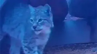 “Почти невозможно встретить“. Редкий хищник попал на видео в Алматинской области