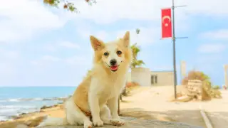 “Казахстан берёт пример с Турции“ - что будет с бродячими животными