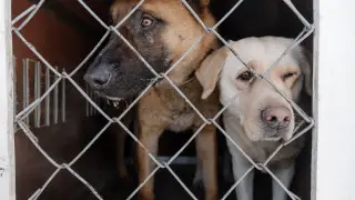 “Начались манипуляции“ – депутат про закон о массовом умерщвлении бродячих животных