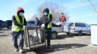 Сбежал питомец – как успеть спасти его по новым правилам в Казахстане