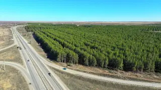 Экопарк площадью 43 гектара: в Костанае появится новая зона для отдыха