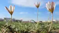 Краснокнижные тюльпаны зацвели прямо среди асфальта в Актау