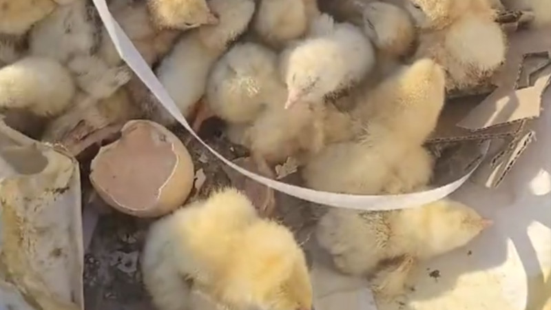 Около сотни цыплят вылупились из выброшенных на свалку яиц в СКО