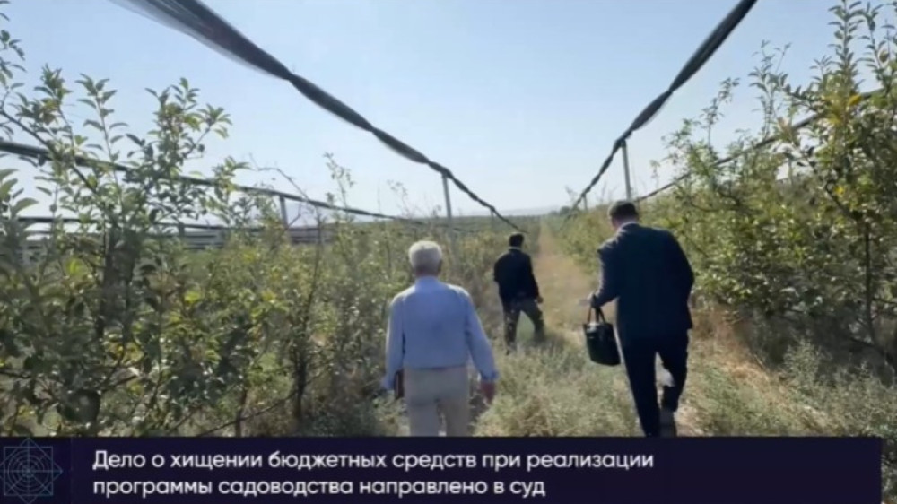 Громкое дело о яблоневых садах в Шымкенте дошло до суда