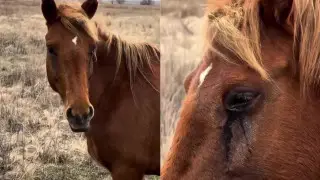 “Они всё чувствуют“. Видео скорбящей по жеребенку лошади облетело Казнет