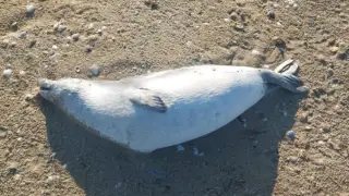 Число найденных мёртвых тюленей на побережье Каспия резко выросло