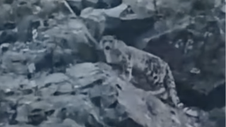 Неуловимого снежного барса сняли на видео в Жетысу