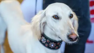 Новый необычный праздник появится в Казахстане