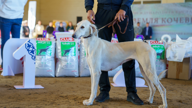 Переговоры на крыше, иск к Нурболу Назарбаеву и новый праздник. Главные новости за 20 апреля