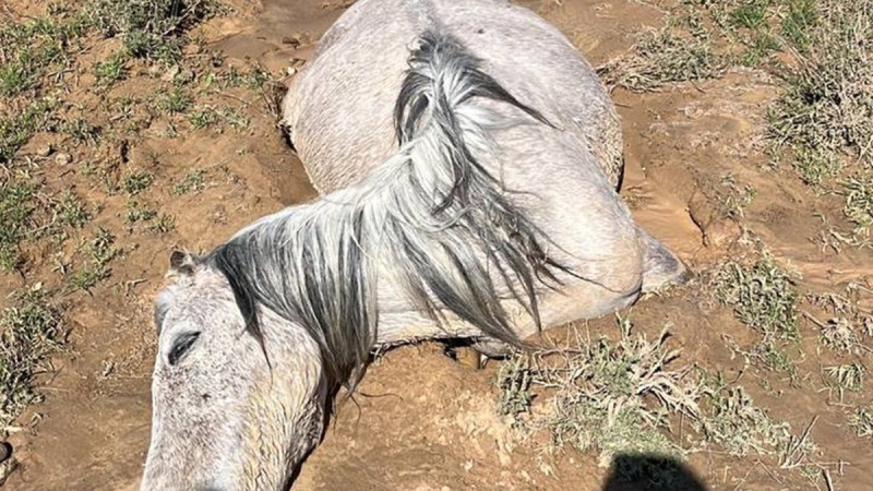 Сильные ливни погубили более 200 лошадей на западе Казахстана