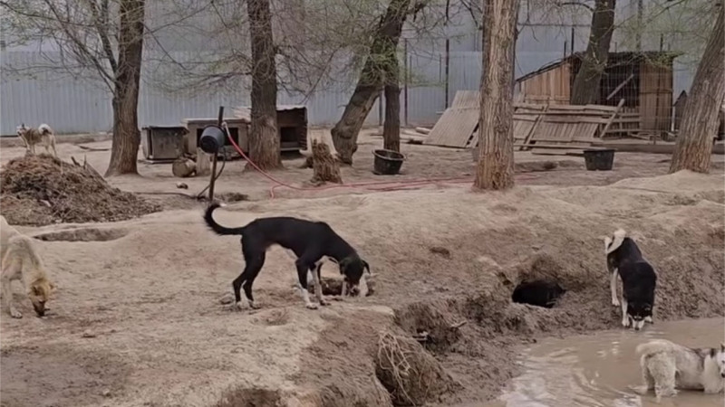 У приюта с сотнями животных изымают землю - что говорят в акимате Алматинской области