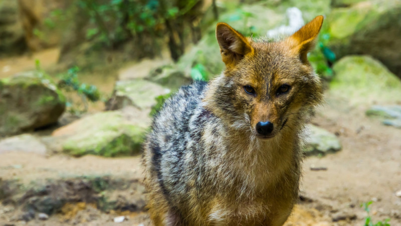 Шакал покусал двоих детей и взрослого в Туркестанской области