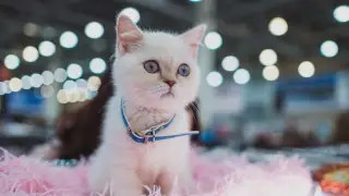 Механизм покупки и продажи животных изменится в Казахстане