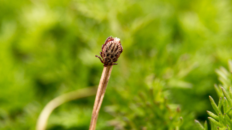 Почти 100 детей пострадали от укусов клещей на севере Казахстана