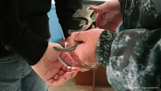 Непристойная выходка на пешеходном переходе обернулась арестом для мужчины в Астане